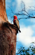 OB129 Galah, Central Australia